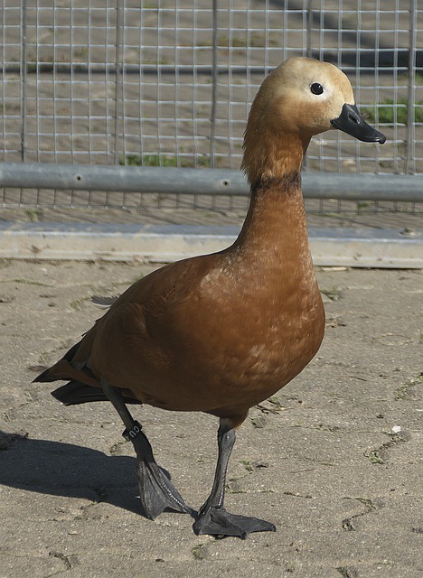 体实力将不